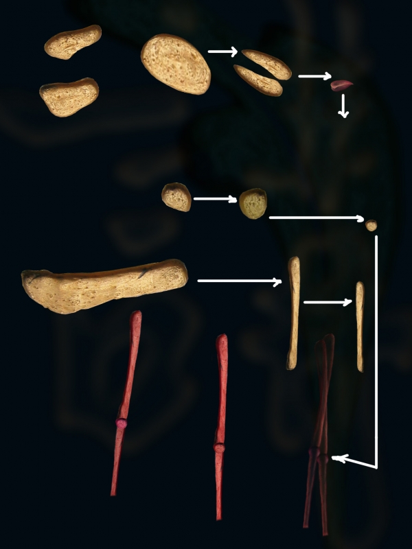 Creation of Blue Bird: Step 4